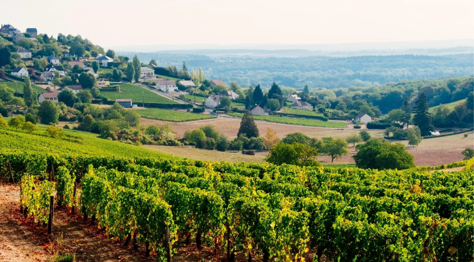 Rows of Loire Valley vines turning gold above the valley in autumn