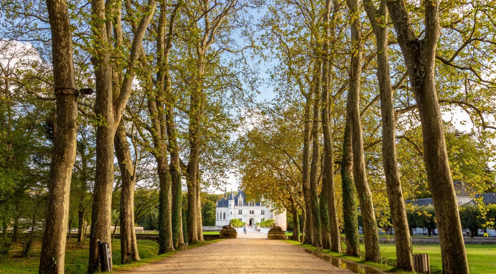 Plane trees lining the long gravel avenue into the Chenonceau estate
