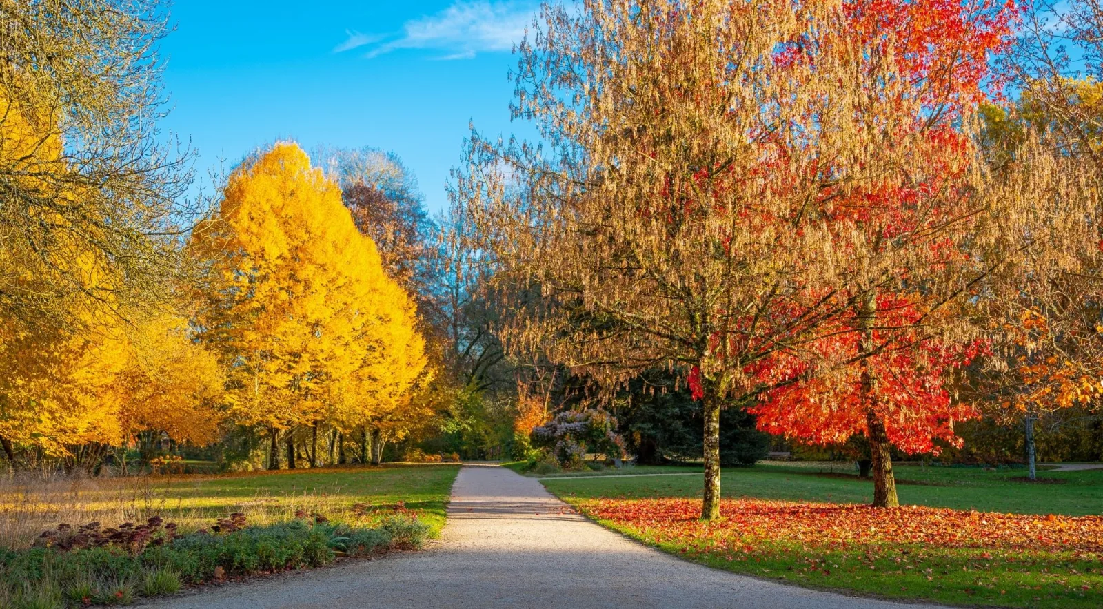 Yellow and red autumn colour in a Loire Valley château park